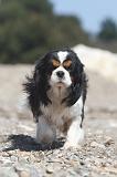 CAVALIER KING CHARLES 199